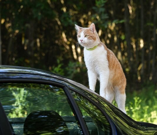 Czy egzamin można zdawać autem z automatyczną skrzynią biegów?